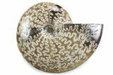 Polished Ammonite (Cleoniceras) Fossil - Madagascar #365042-1